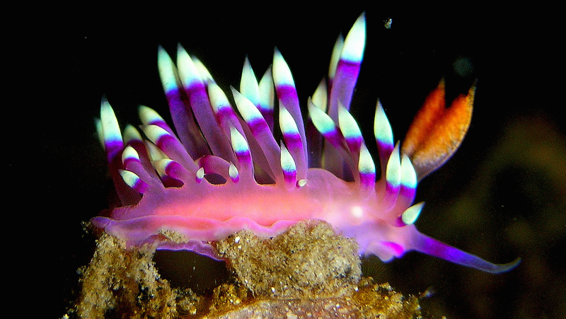 Illustration for article titled Striking Photographs Of Sea Slugs Expose The Alien World Under the Sea